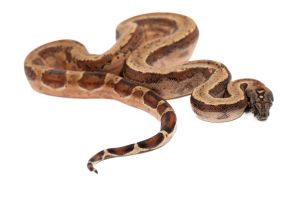 Boa c. imperator, Nicaragua, hypo. reverse striped